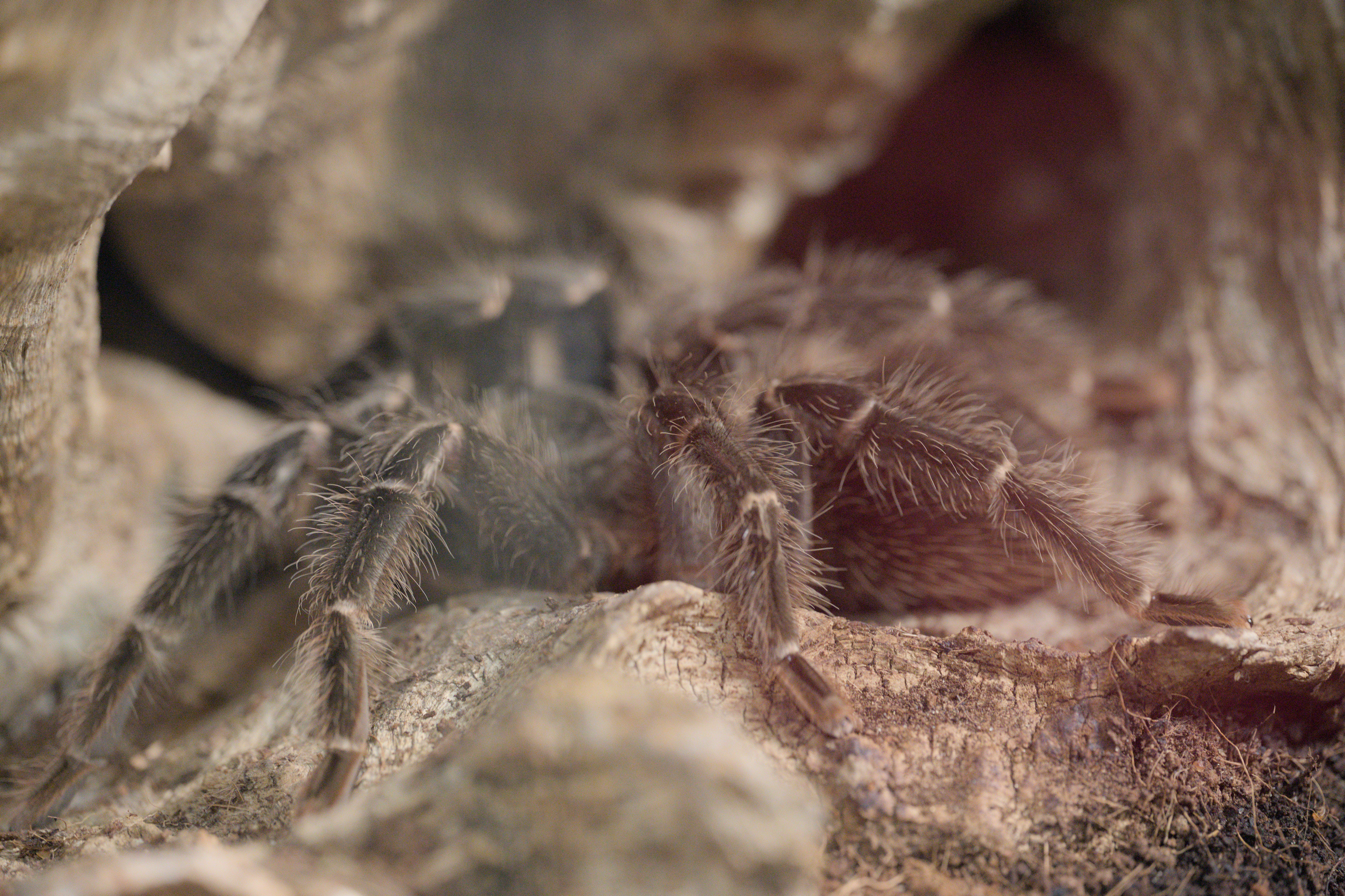 2025/10/12 - zoo/DSC_0238.jpg